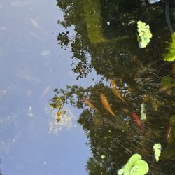 Koi