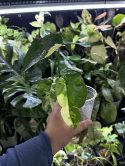 Syngonium chia Var