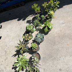 Plants SALE $10 Each Pot 