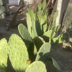 Nopales X Planta O Pencas