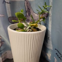 Kalanchoe, Pink Flowers