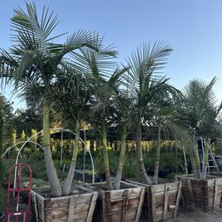 King Palm Trees