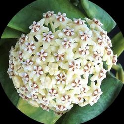 Hoya Globulosa $25
