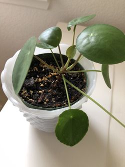3” Chinese Money Plants (Pilea)