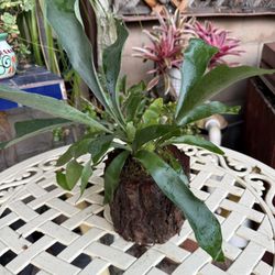  Young Staghorn Fern In Miniature Log