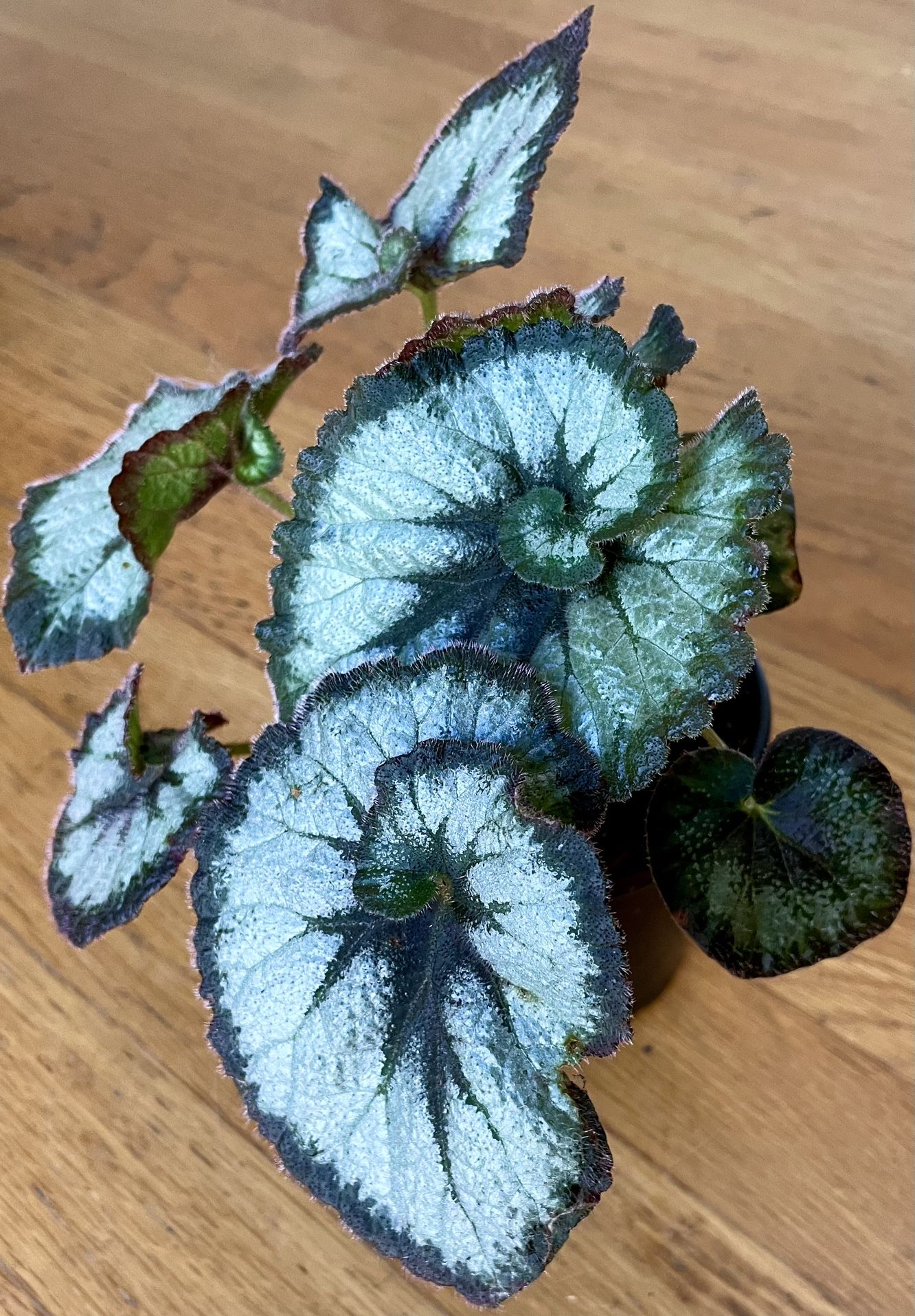 Begonia Escargot Plant/ Award of Merit Garden Winner / Free Local Delivery