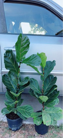 Fiddle Leaf Fig Tree 🪴$25 each