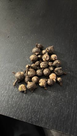 Alocasia Regal shield corms