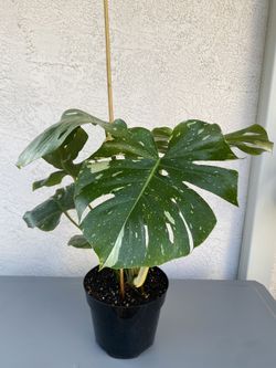 Thai Constellation Monstera 
