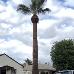 Palm Cutter