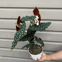 6” begonia polka dot 