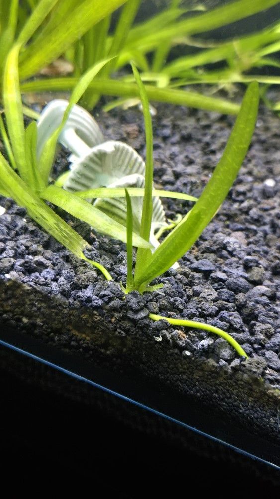 Aquarium Plant