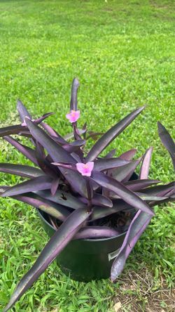 Purple Heart