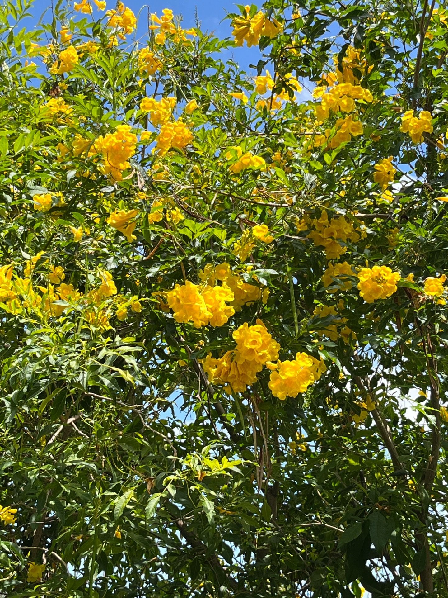 Yellow Bell Flower Plant Pot