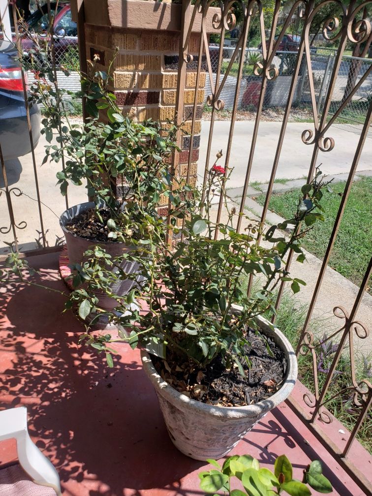 Rose bushes for sell