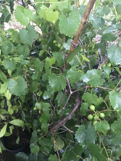 Grape tree with full grape.