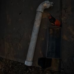 Pig/ Large Animal Supplies