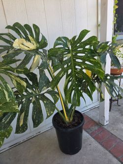 $255 XL Monstera Thai Constellation 🌿