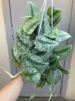 Scindapsus Pictus Exotica Silver Satin Pothos Trailing House Plant 6” Hanging Pot