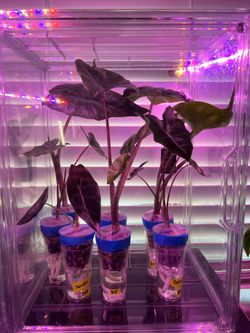 Plants