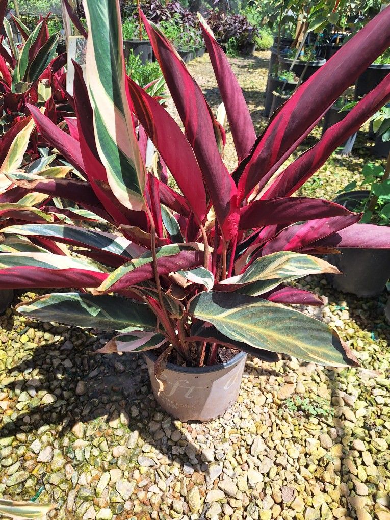 Stromanthe Triostar (3 Gal)
