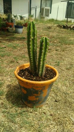 Atractivo cactus.