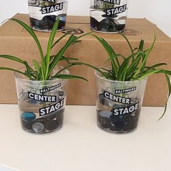 Spider Plants 