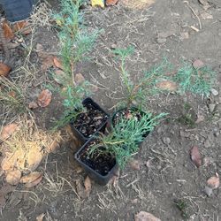 Arizona Blue Cypress Trees