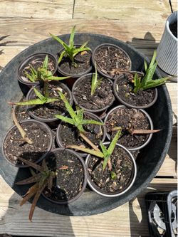 Aloe Vera (small)