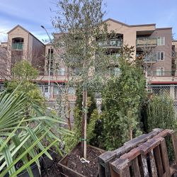 Olea europaea ‘Mission’ (European Fruiting Olive Tree)