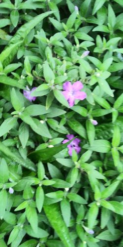 Hermosa plantitas florea barias veses,en color morado y se Reproduse