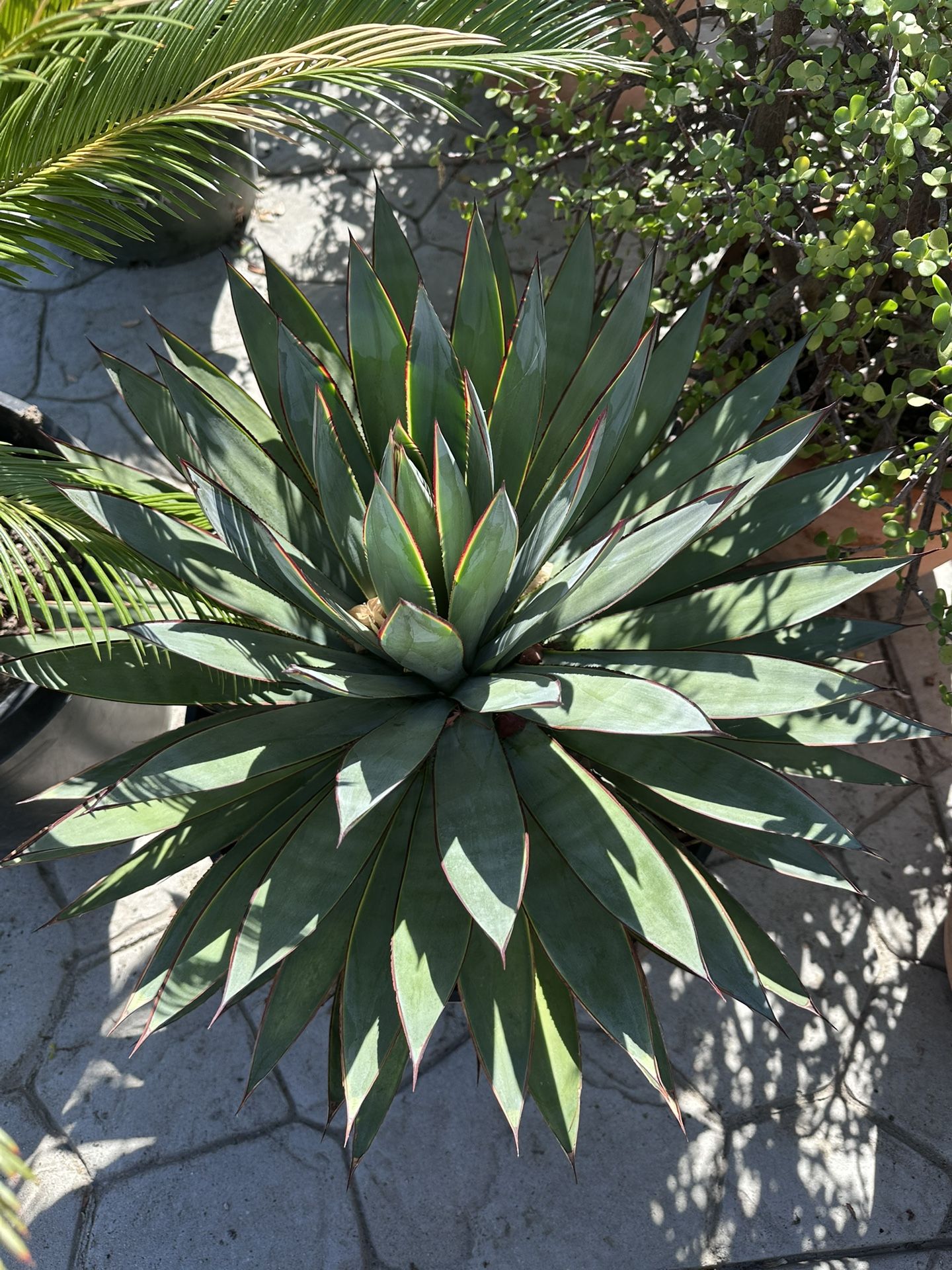 Succulents And Plants