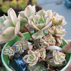 Crested old  sunbuster aeonium succulent only 1 hurry