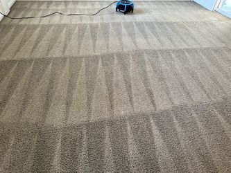 Carpet Care