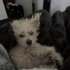 Gracie
