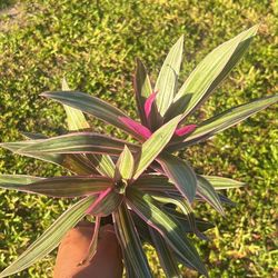 Rhoeo Plant