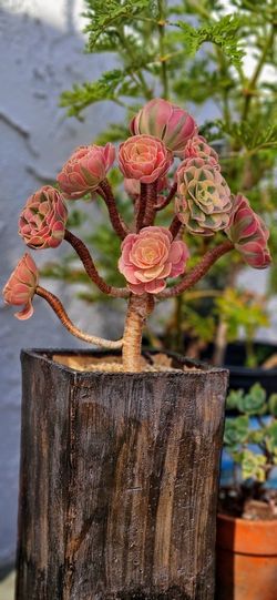 Gorgeous Rare Aeonium Pink Witch Varigated