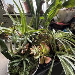 Indoor / Outdoor Plants Bundle 
