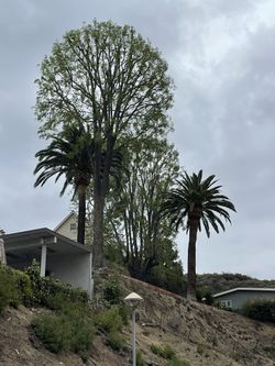 Tree Trimmer
