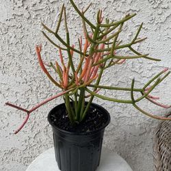 1 Gallon Pot Succulent Plant - Euphorbia Tirucalli - Fire Sticks - Red Pencil Tree - Rooted & Established - Drought Resistant 🪴 