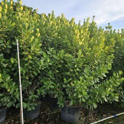 clusias  over 9 to 10 feet tall Instant  privacy  Hedge  huge 