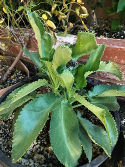 Planta MALAMADRE