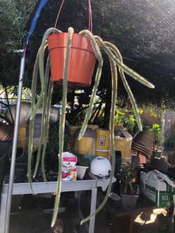Cola de rata planta