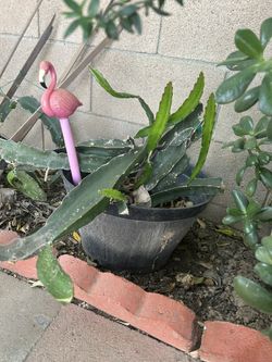 Dragon Fruit Plat