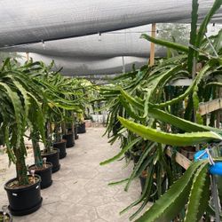 Dragon Fruit Cutting
