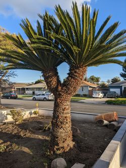 Sago Palm Tree