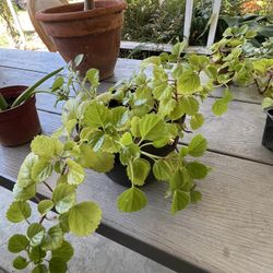Small Plant
