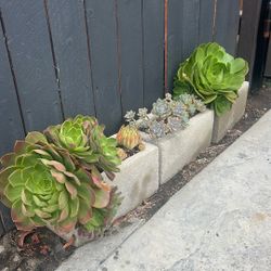 ALL Succulents Plants / Planta Suculenta No Pots