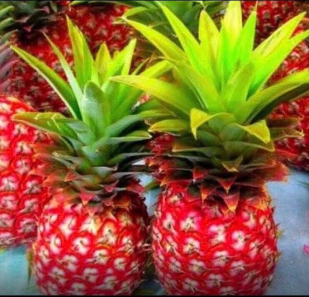 Red Mini Pineapple Fully Grown Plant 2 Gallon