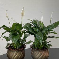 Peace Lily House plant